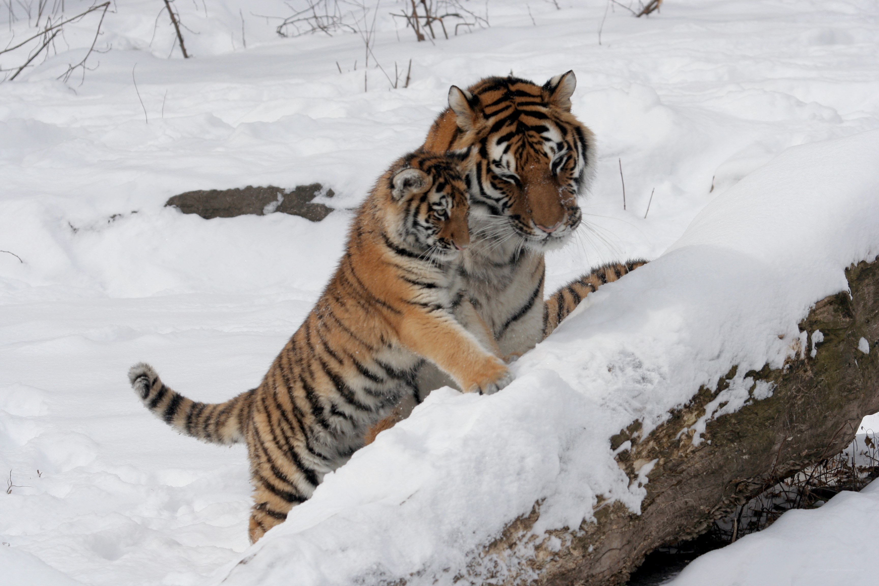 Tiger and cub in snowy forest