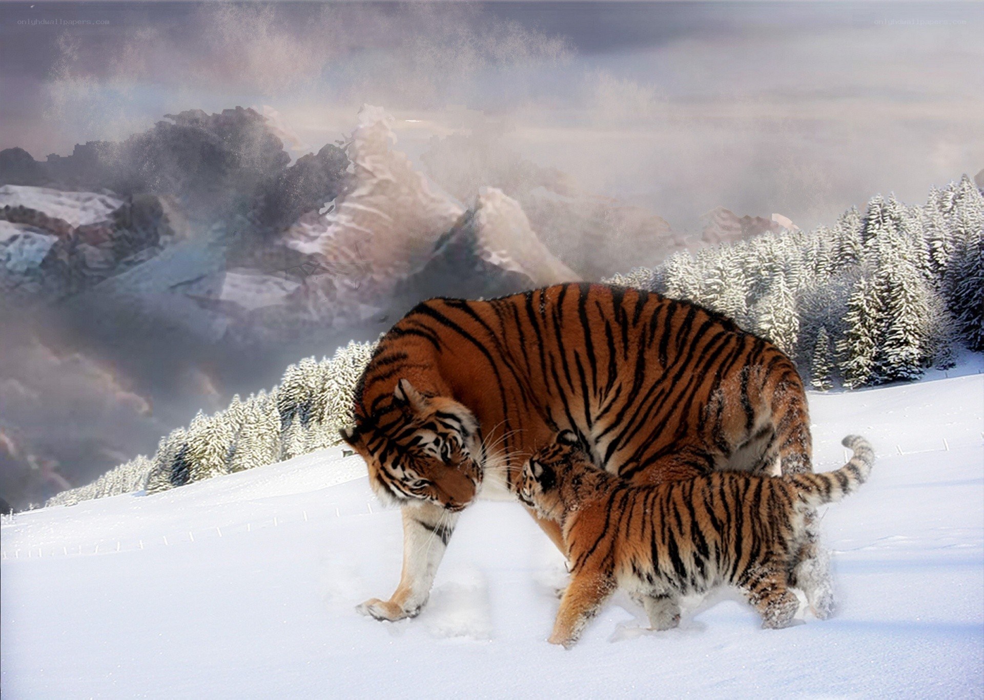 Tiger and cub in snowy mountains