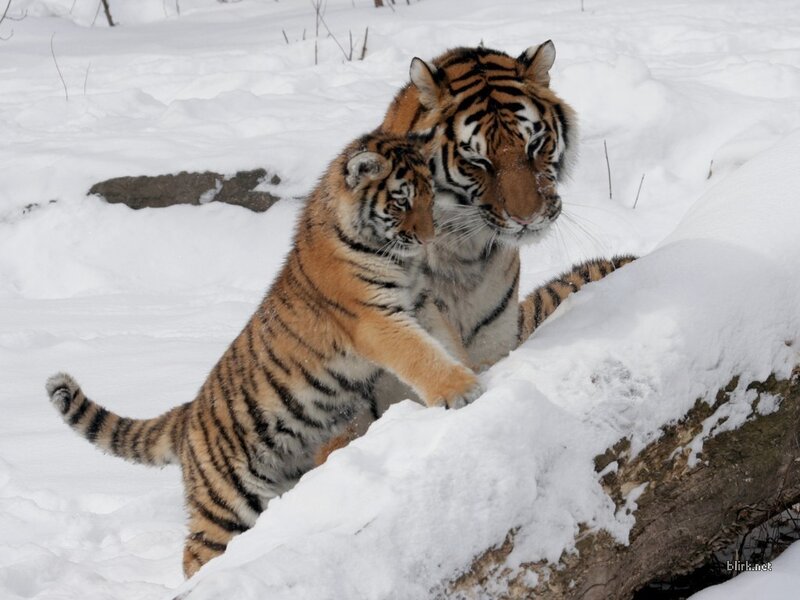 Tiger and cub in the snow