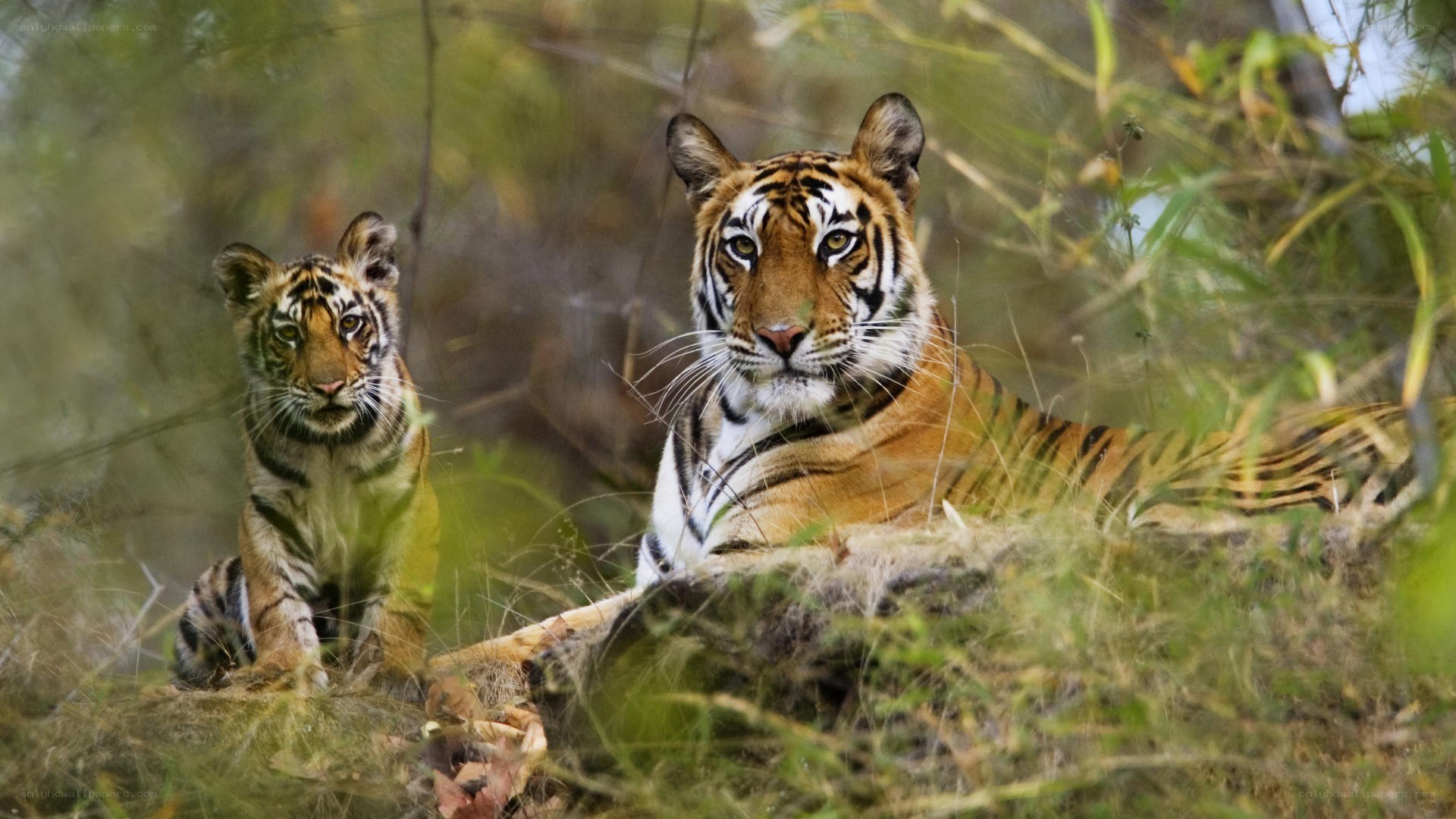 Tiger and cub in the wild