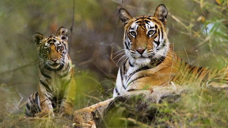 Tiger and cub in the wild
