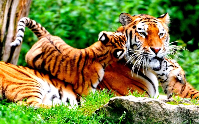 Tiger and cub in the wild