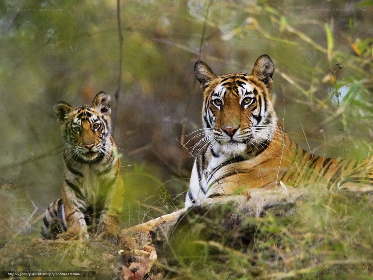 Tiger and cub in the wild