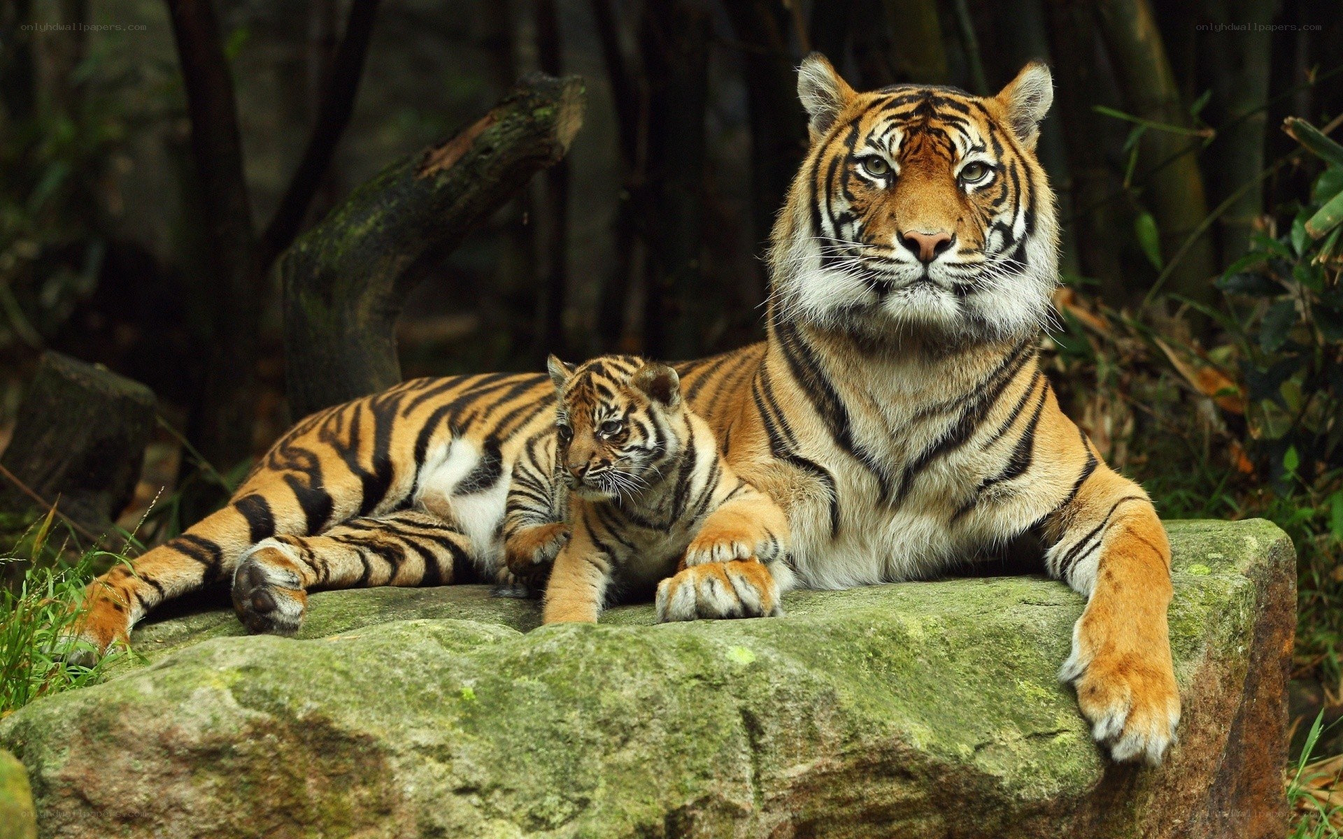 Tiger and cub on a rock