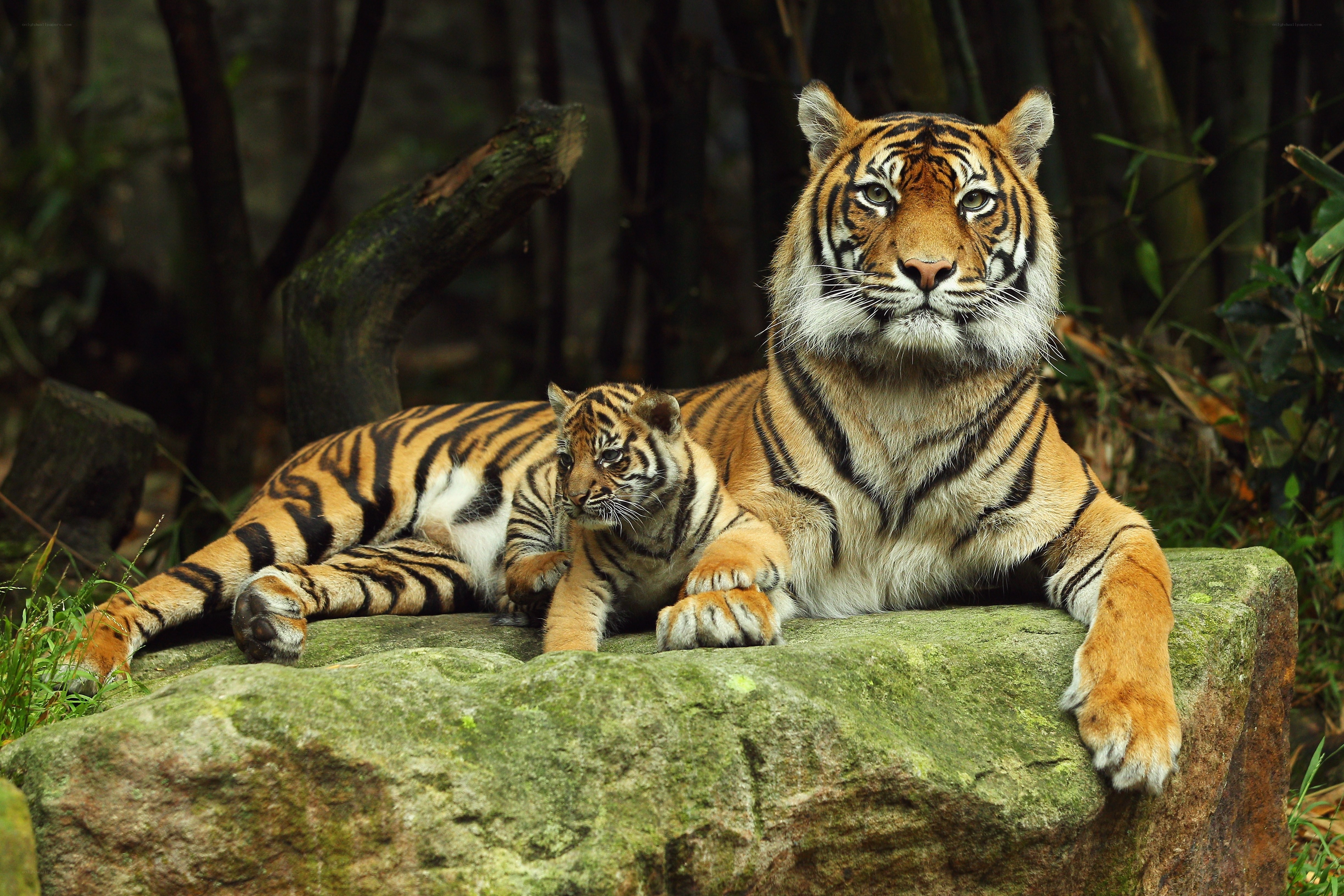Tiger and cub on a rock