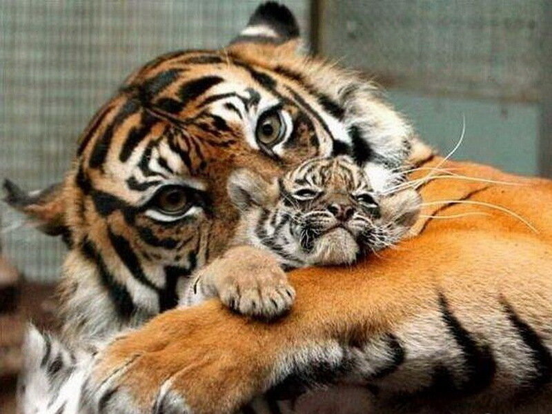 Tiger and Cub — Orange, Affectionate