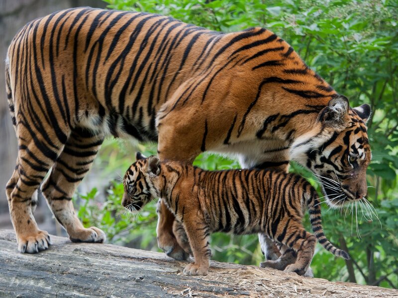 Tiger and Cub — Orange, Calm, Afternoon, Photograph