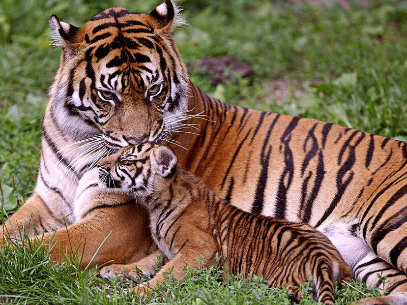 Tiger and Cub — Orange, Calm, Afternoon