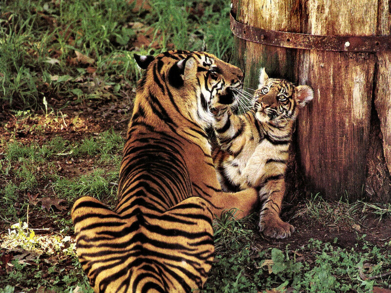 Tiger and Cub — Orange, Calm, Photograph, Barrel