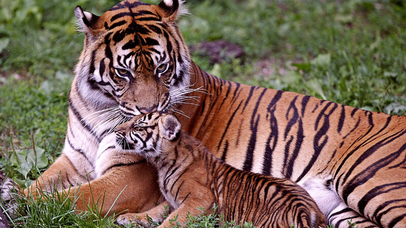 Tiger and Cub — Orange, Calm, Photograph, Grass