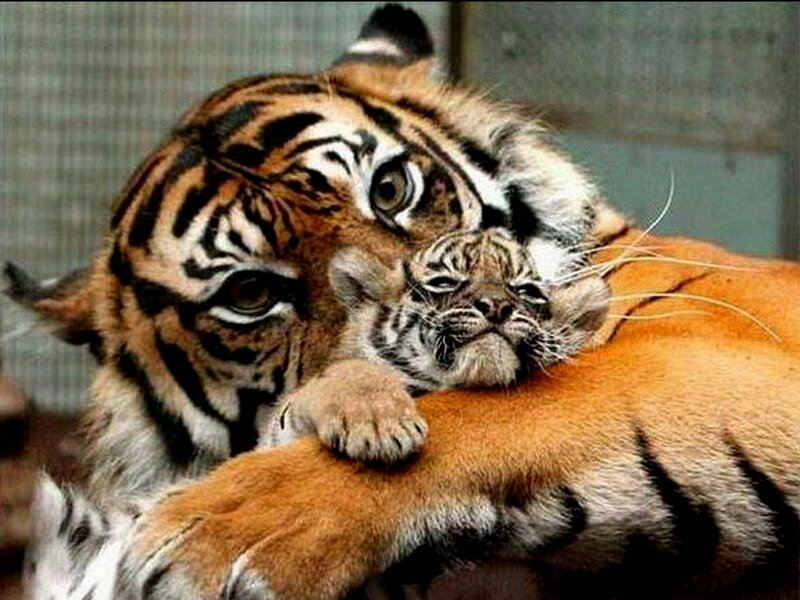 Tiger and Cub — Orange, Calm, Photograph, Paw