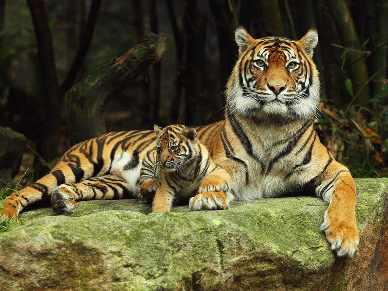 Tiger and Cub — Orange, Calm, Photograph, Rock, Forest