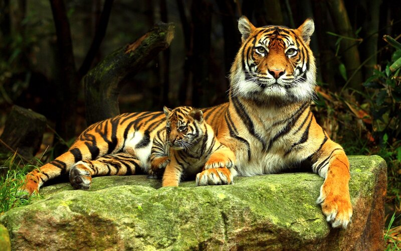 Tiger and Cub — Orange, Calm, Photograph, Rock, Forest, Tree
