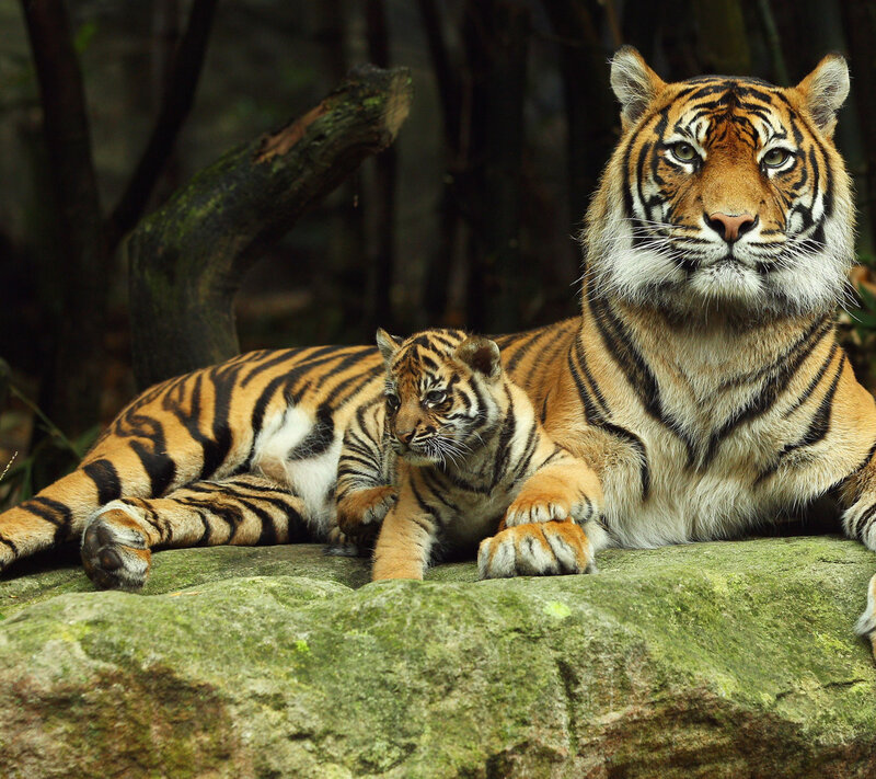 Tiger and Cub — Orange, Calm, Photograph, Rock, Tree