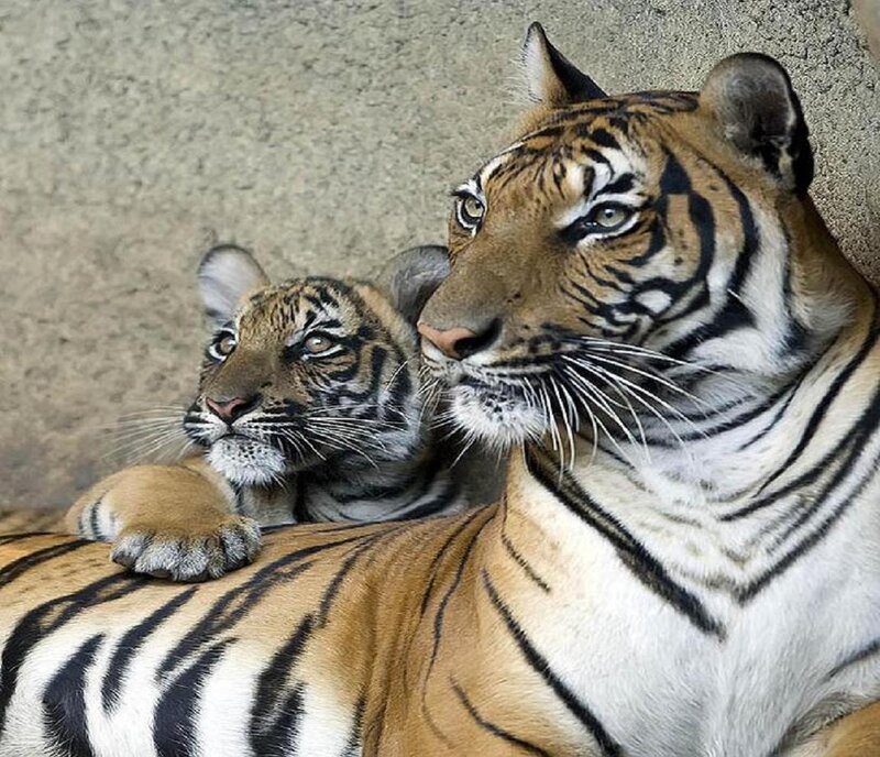 Tiger and Cub — Orange, Calm, Photograph, Wall