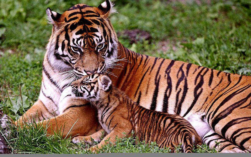 Tiger and Cub — Orange, Calm
