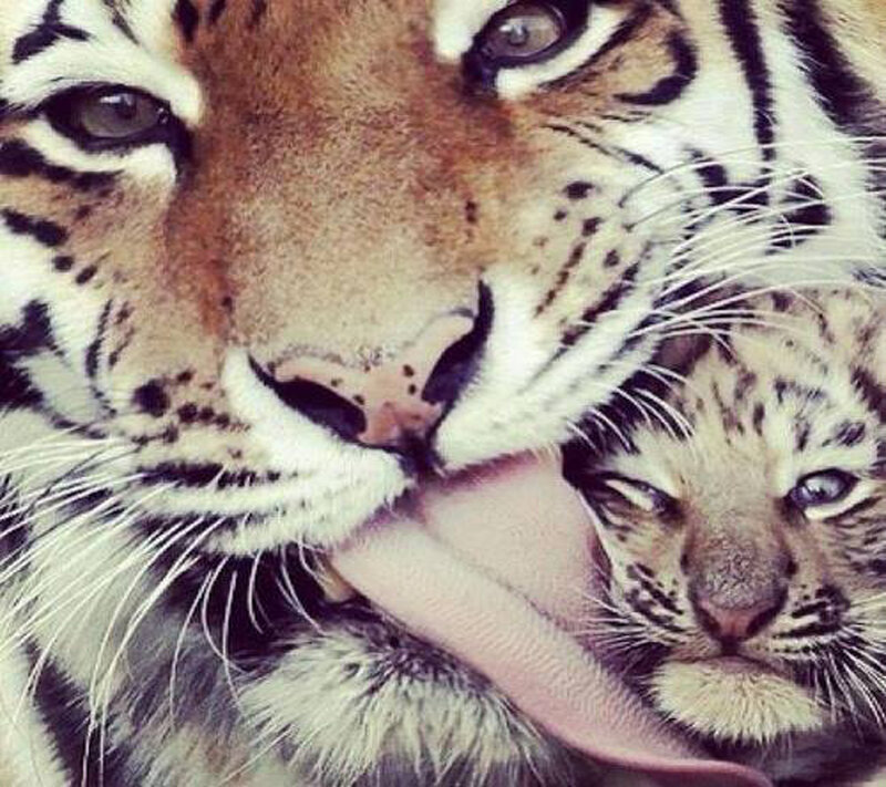 Tiger and Cub — Orange, Intimate