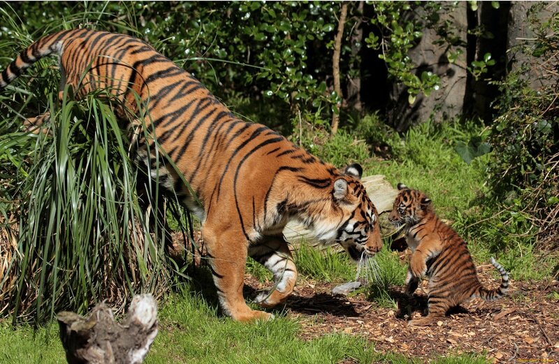 Tiger and Cub — Orange, Natural, Afternoon, Photograph