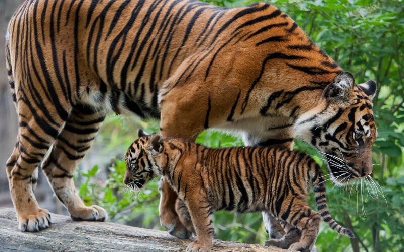 Tiger and Cub — Orange, Natural