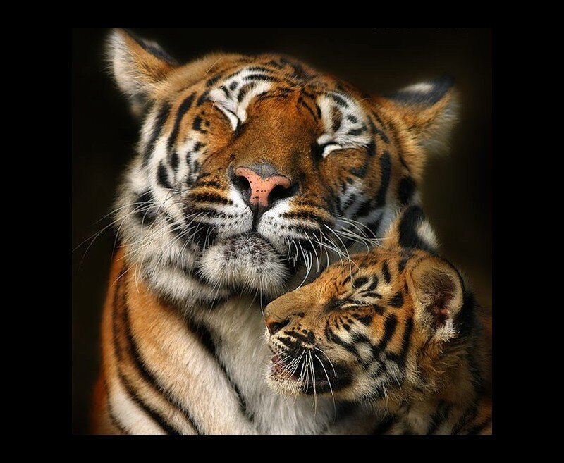 Tiger and Cub — Orange, Serene, Photograph