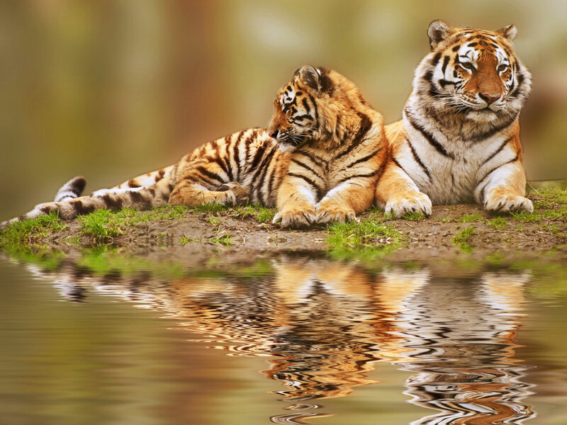 Tiger and Cub — Orange, Serene