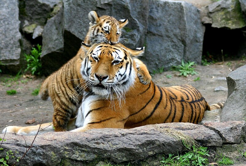 Tiger and Cub — Orange