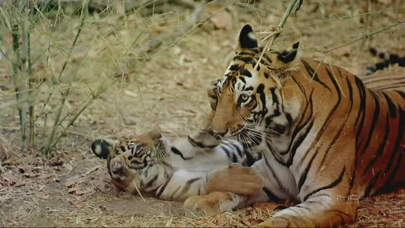 Tiger and Cub Playing — Orange