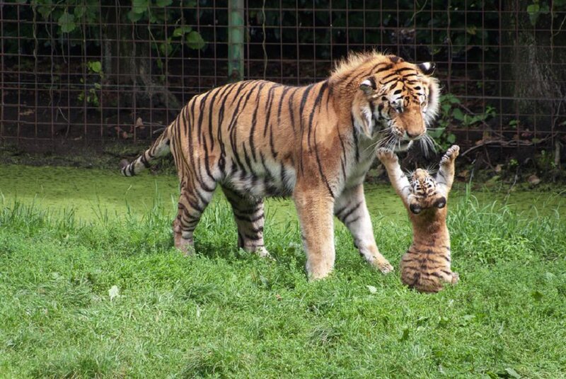 Tiger and Cub Playing