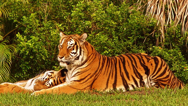 Tiger and Cub Resting — Green