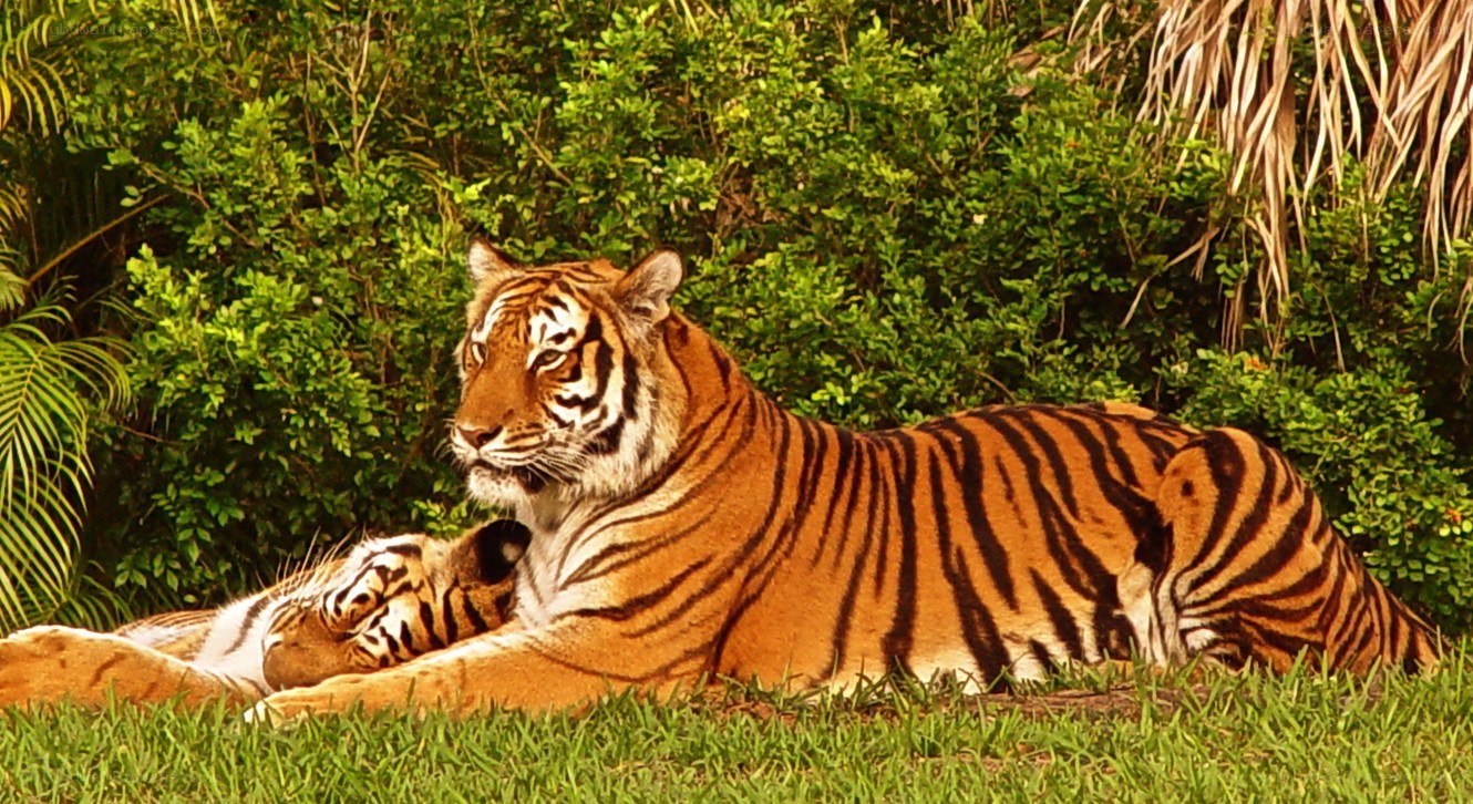 Tiger and cub resting in grass