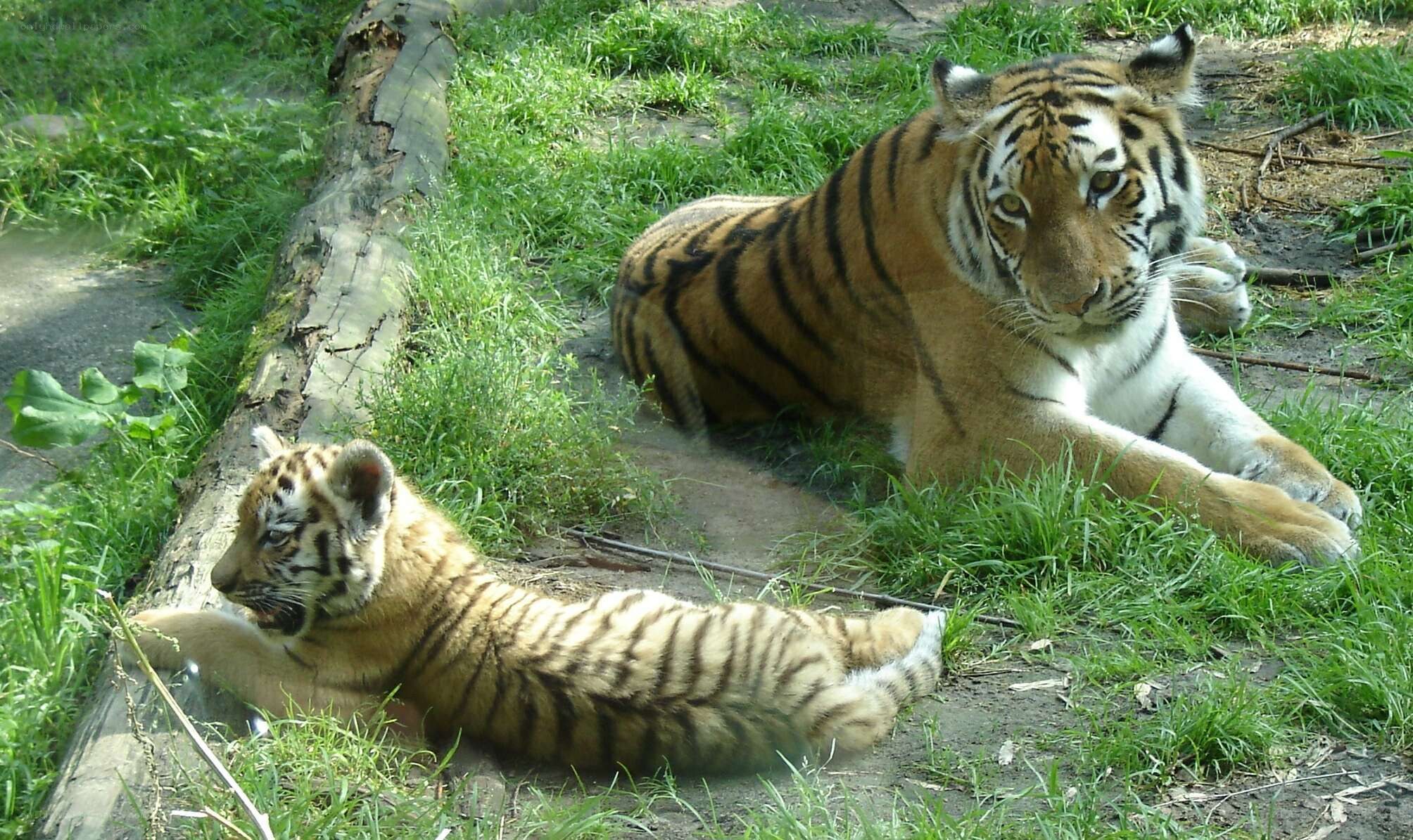 Tiger and cub resting in grass
