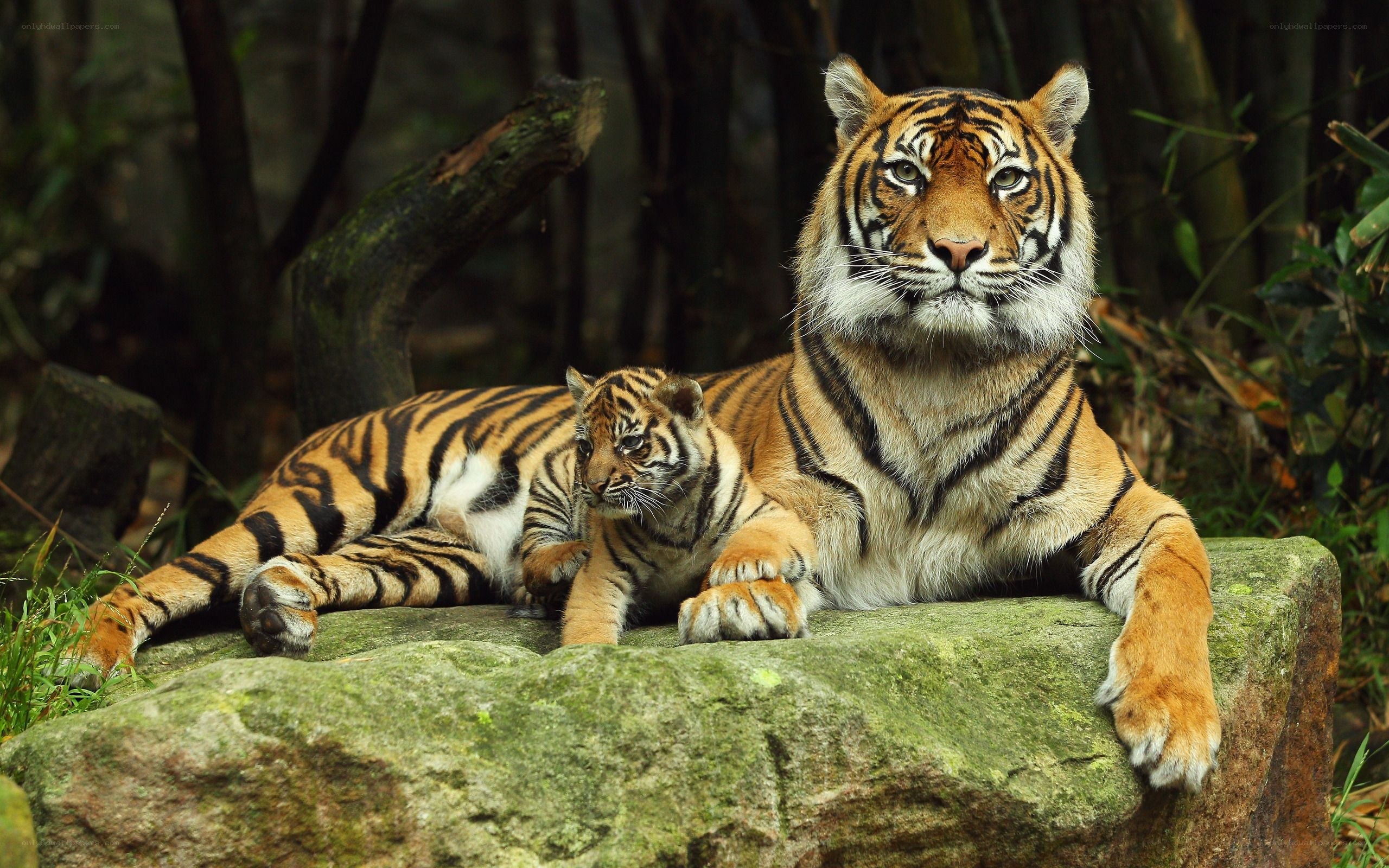 Tiger and cub resting on rock