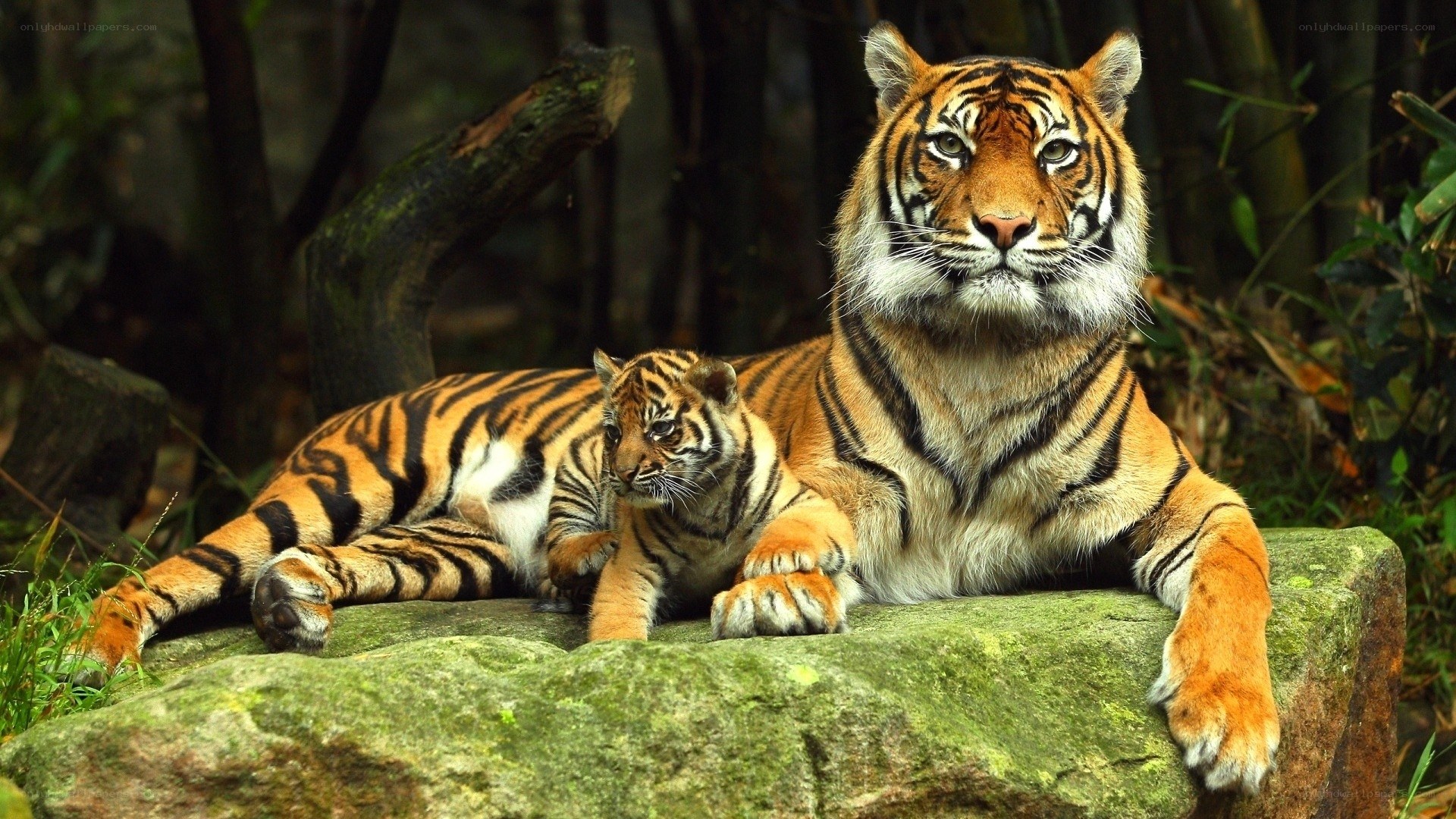 Tiger and cub resting on rock