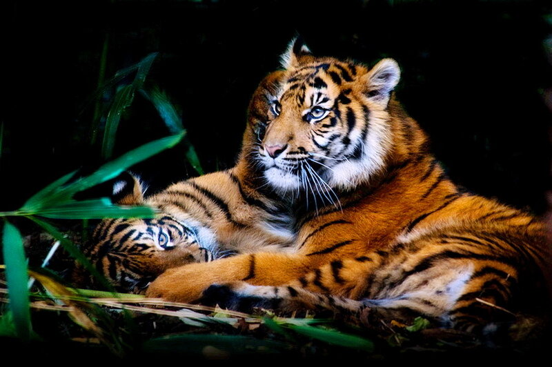 Tiger and Cub Resting