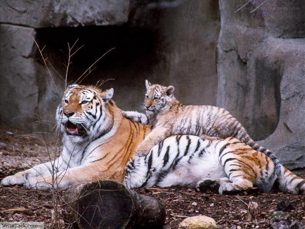 Tiger and cub resting together