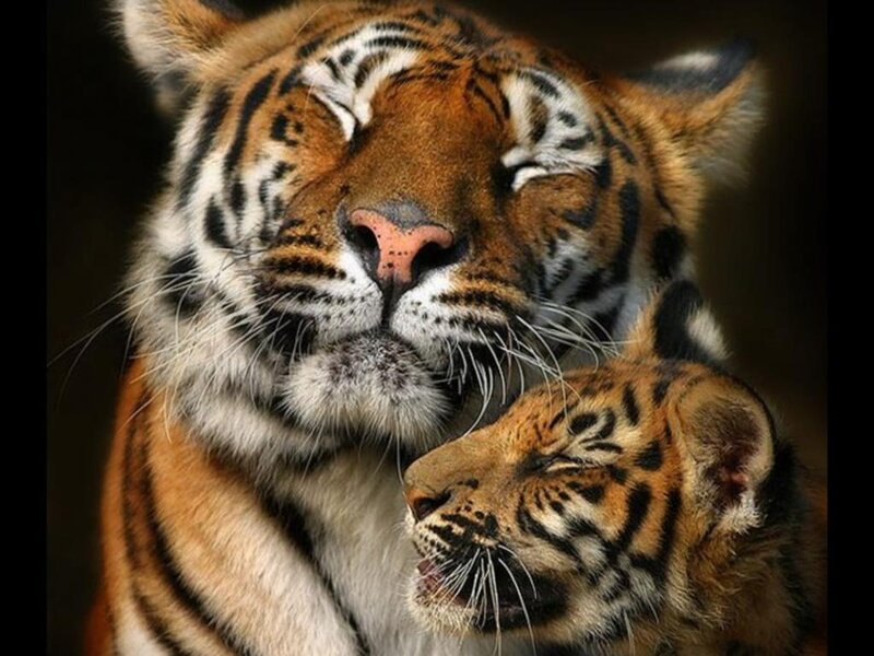 Tiger and Cub