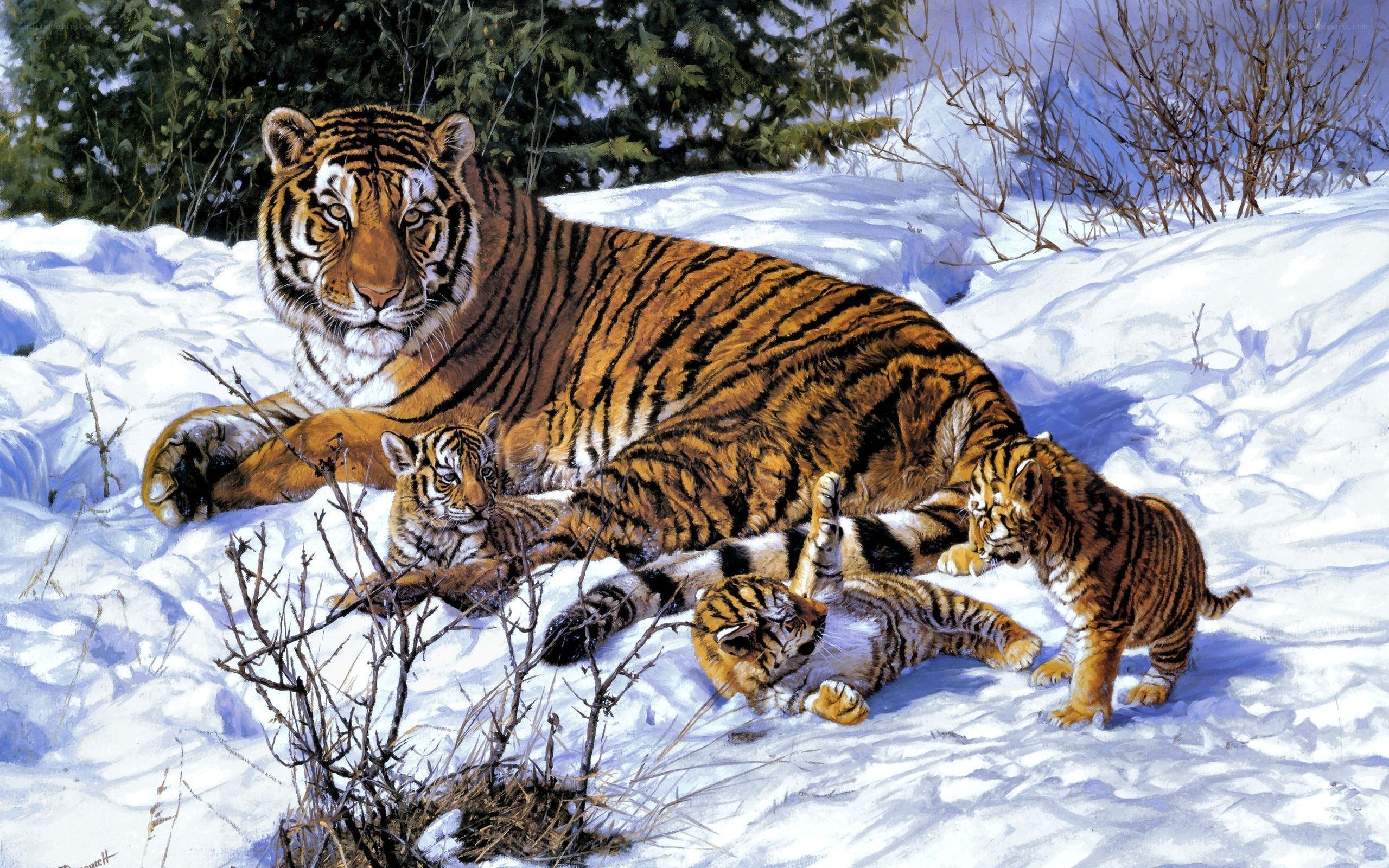 Tiger and cubs in snow