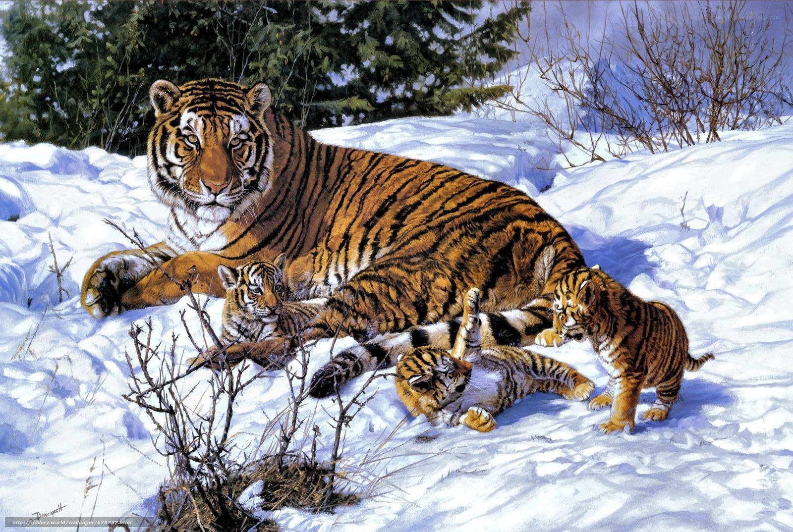 Tiger and cubs in snow