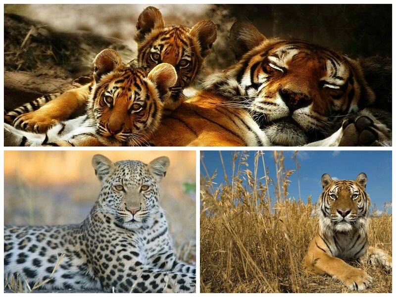 Tiger and Cubs — Orange, Calm, Afternoon