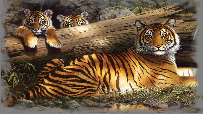Tiger and Cubs — Orange, Calm