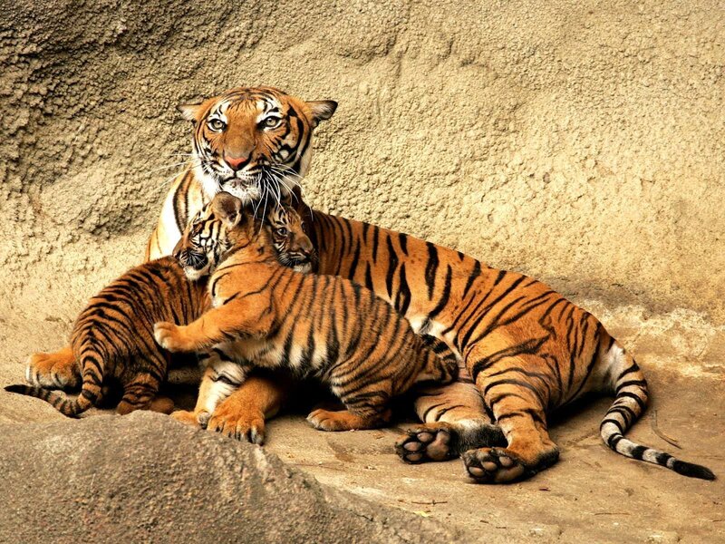 Tiger and Cubs — Orange