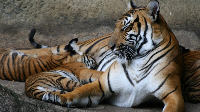 Tiger and cubs resting