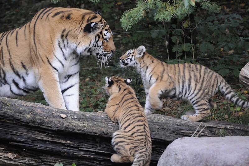 Tiger and Cubs