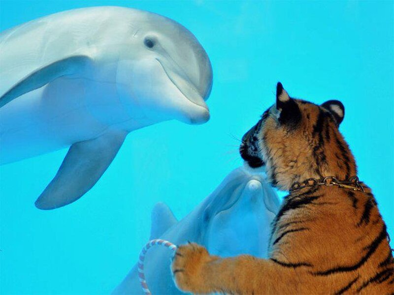 Tiger and Dolphins