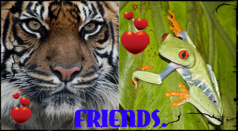 Tiger and Frog