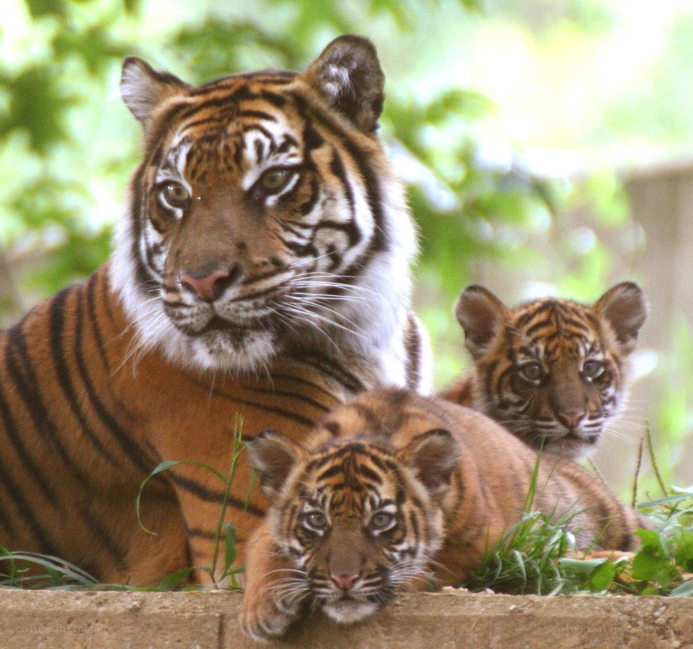 Tiger and her cubs