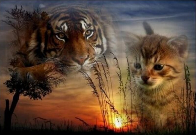 Tiger and Kitten