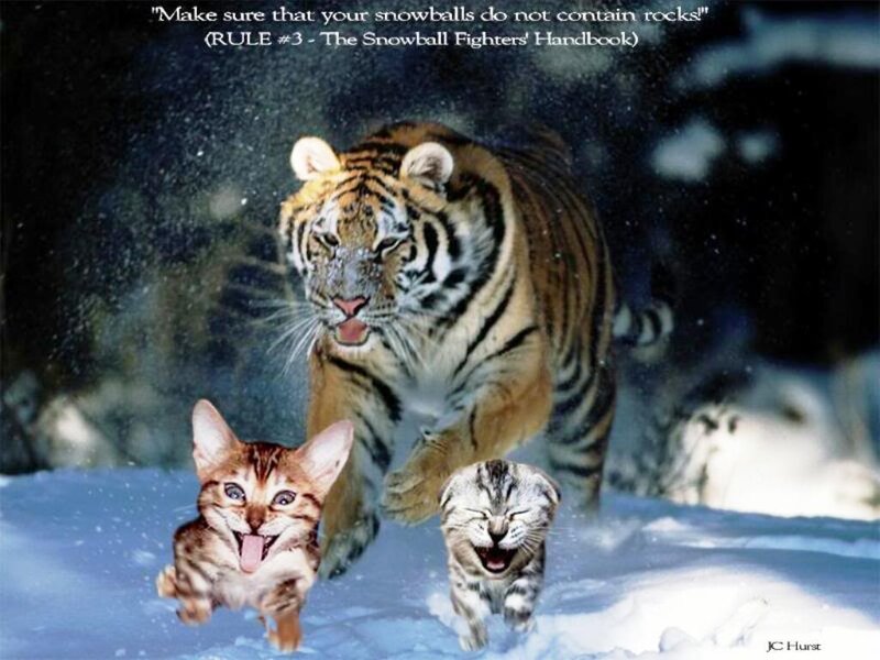 Tiger and Kittens in Snow