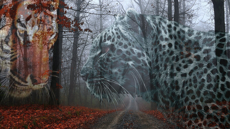 Tiger and Leopard in Forest