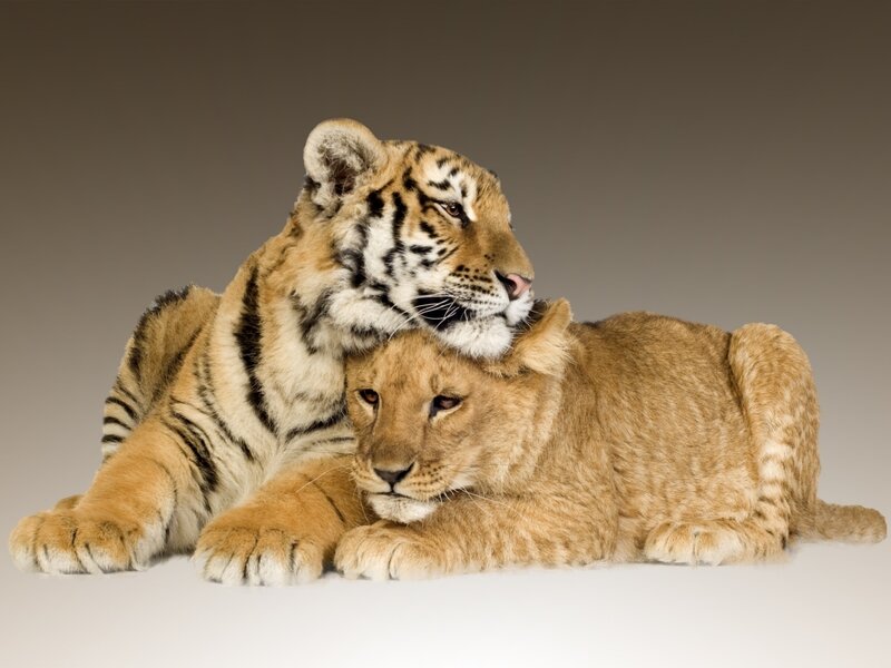Tiger and Lion Cubs — Brown